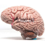 3B Scientific Human Brain Model - 5 Part
